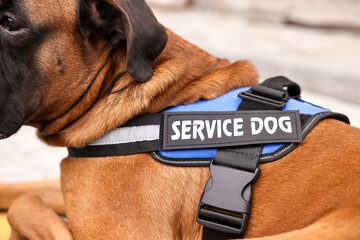 Service dog in vest on blurred background, closeup