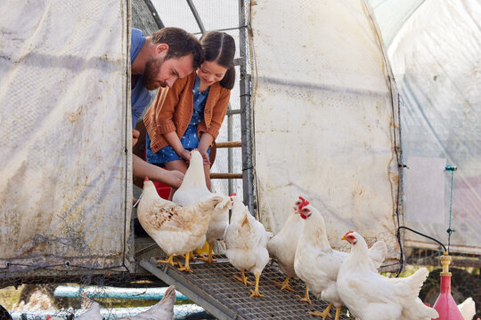 Farm, feeding chicken and dad with child for sustainability, livestock and poultry production. Agriculture, nature and father with girl with free range birds for protein, food industry and harvest