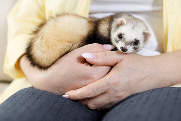 Woman with cute ferret, closeup. Domestic pet