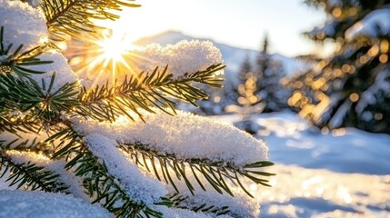 Close up of snow covered pine branch with sun rays shining through the needles.