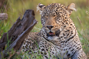 Adult Leopard (panthera pardus) sitting, late afternoon, Kenya.	
