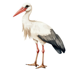 Elegant Stork Standing Gracefully in a Serene Sty with Soft Textures and Natural Details, Perfect for Nature Themes