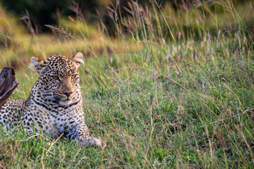 Adult Leopard (panthera pardus) sitting, late afternoon, Kenya.	
