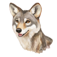 Fototapeta premium Detailed Artistic Portrait of a Wolf with Soft Fur and Expressive Eyes in a Watercolor Style