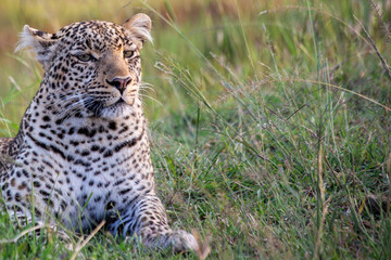 adult leopard (panthera pardus) sitting, late afternoon, kenya.