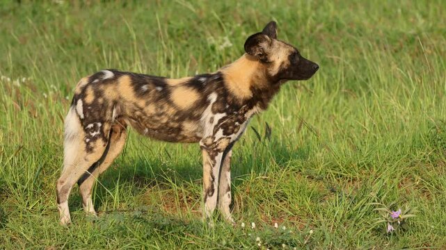 African wild dog or painted hunting dog (Lycaon pictus) standing in natural habitat, Madikwe game reserve, South Africa