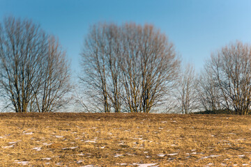 bare trees on the top of the hill