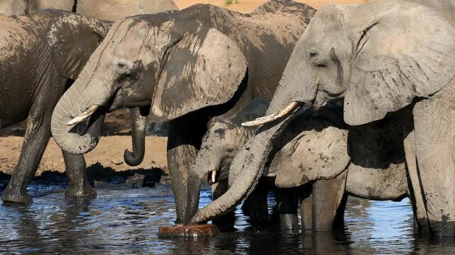 Herd of African elephants (Loxodonta africana) drinking water at a natural waterhole, Botswana