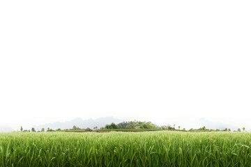 Obraz premium Lush green field under sky