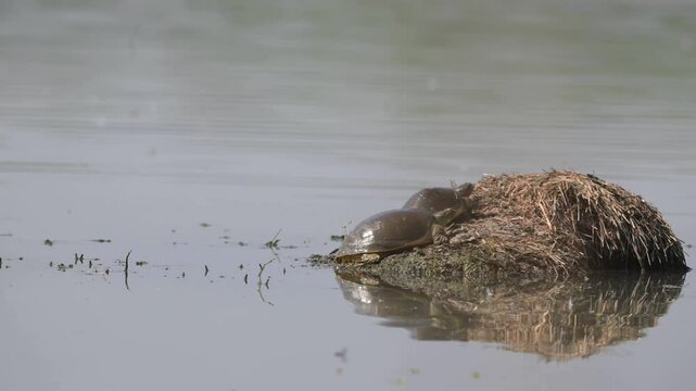 Turtles Resting Near the Water
