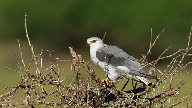 A black-shouldered kite (Elanus caeruleus) perched on a tree with rodent prey, South Africa