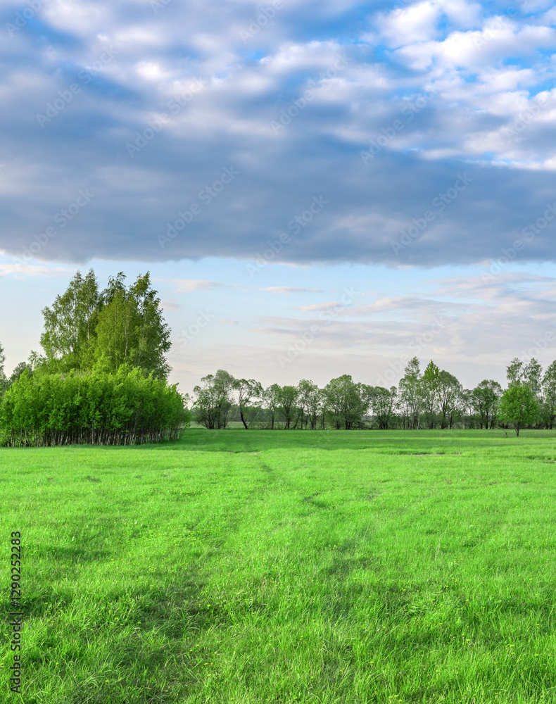 Wall mural field of grass with a few trees in the background