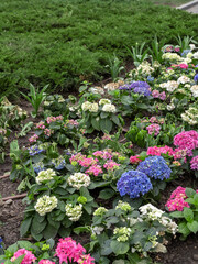 Garden with a variety of flowers including pink, white, and blue