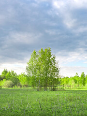 Tree stands in a field of grass