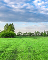 Obraz premium Field of grass with a few trees in the background