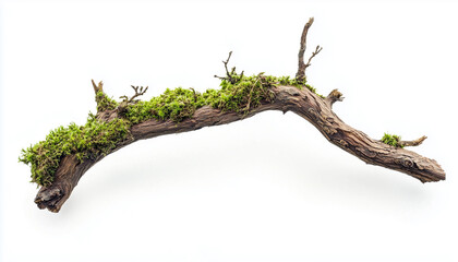 Dry tree branch with moss isolated on white