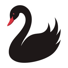 black swan on white background