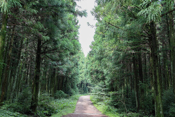 삼나무 숲사이로 지나가는 산책로 풍경 제주 서귀포시 남원읍 하례리 한라산둘레길 수악길