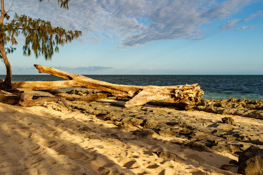 beached large tree trunk