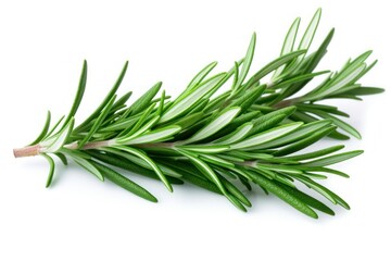 Fototapeta premium Rosemary herbs rosemary herbal.