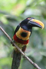 Tucancillo en Costa Rica