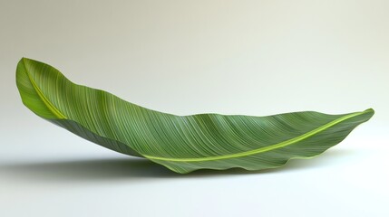 Fototapeta premium Elegant leaf, studio, curved, nature, backdrop, minimal design