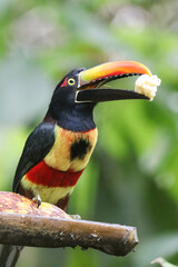 Tucancillo comiendo banana