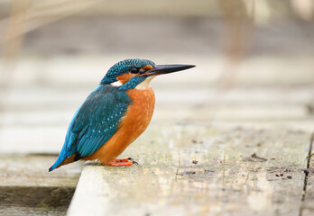 European Kingfisher ( Alcedo atthis ) close up