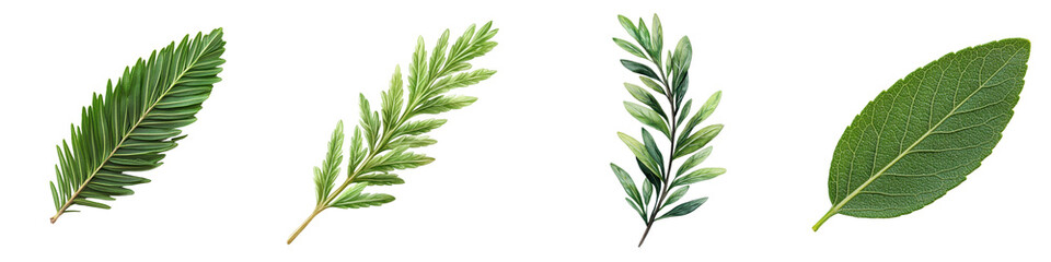 Assorted Fresh Green Leaves on a Transparent Background