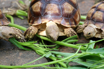 African Sulcata Tortoise Natural Habitat,Close up African spurred tortoise resting,cute animal