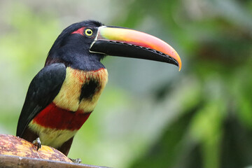 Tucancillo multicolor