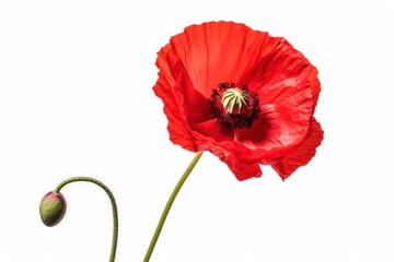 Poppy flower poppy plant inflorescence.