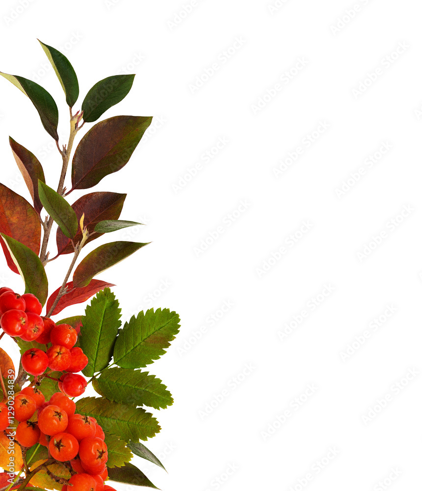 Wall mural autumn colorful leaves and berries of rowan tree in a corner arrangement isolated on white or transp