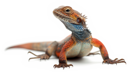 Colorful lizard posing on a reflective surface, showcasing its vibrant scales