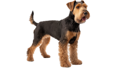 A cheerful Airedale Terrier standing proudly on a white background, showcasing its playful nature