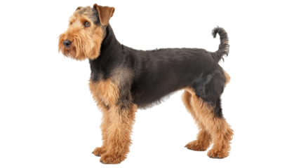 A well-groomed Airedale Terrier standing proudly against a plain background