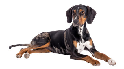 A calm and attentive dog lying on a white background, showcasing its sleek coat