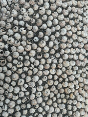 Lots of seashells as background