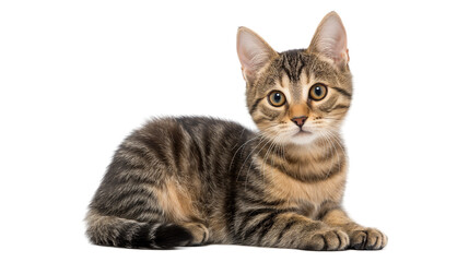 Obraz premium Cute tabby kitten lounging comfortably on a white background, showcasing its playful demeanor