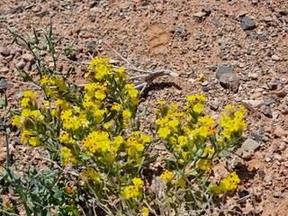 beautiful yellow flowers in desert
