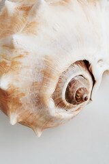Seashell close up on beige background poster. Neutral colors . poster