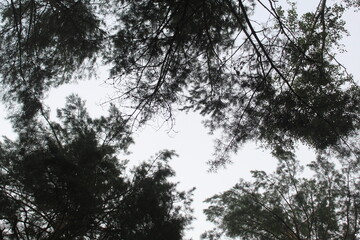 The gap between the branches of trees in the forest, park, view from below. The paradox of tree shyness
