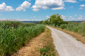 Gravel path winds its way through a lush wetland landscape near Purbach at Neusiedlersee, Austria....