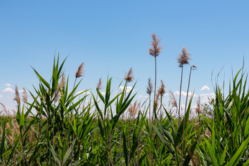 Green reeds sway gently under a clear sky at Neusiedlersee, Purbach, Austria. The lush foliage contrasts beautifully with the serene blue backdrop, capturing the essence of lakeside tranquility