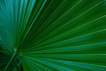 abstract palm leaf textures on dark blue tone, natural green background.