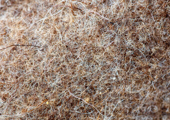 A close up of a pile of hair with a lot of white and brown strands