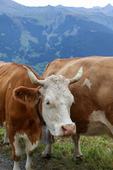 牛inスイス