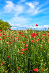 Countryside, plants and growth of flowers, clouds and sustainability in environment and nature. Outdoor, eco friendly and color of poppies in garden, sky and sprout in location, blossom or Denmark