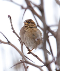 A small brown bird is perched on a branch