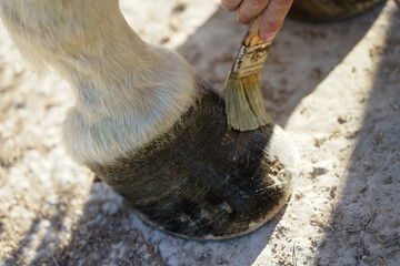 Closeup of a horse's hoof with a brush applying oil, for its care